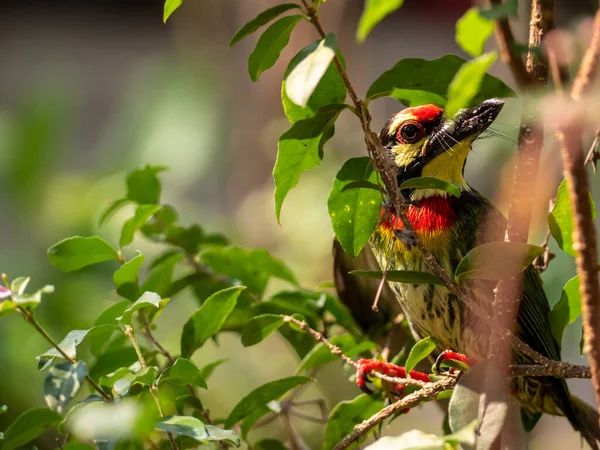 The Coppersmith barbet bird in the garden