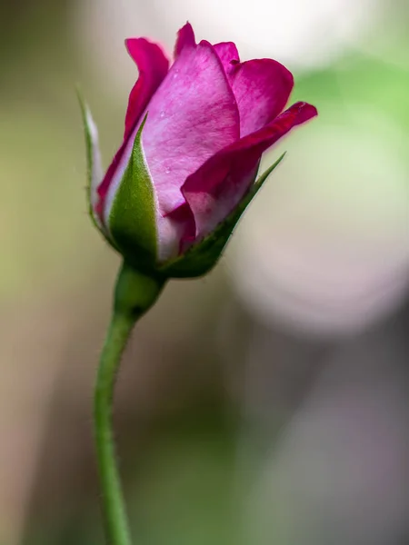 Midnight Blue Rose Begin Bloom Petals Slowly Bloom — Zdjęcie stockowe