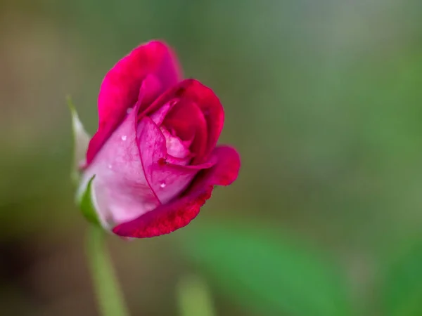 Midnight Blue Rose Begin Bloom Petals Slowly Bloom — Stok Foto