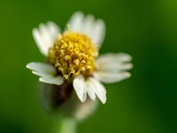 Close Tridax Daisy Flower Blooming — Stock Photo, Image