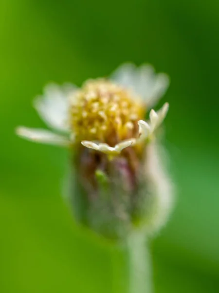 Close Tridax Daisy Flower Blooming — Fotografia de Stock