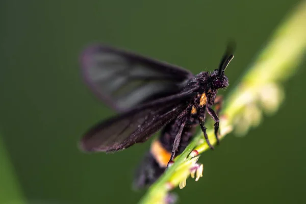 Grass Moths Grass Flower — Stock Photo, Image