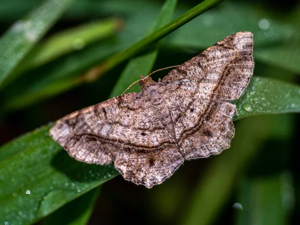 Camouflage Pattern Looper Moth Wings — Stok fotoğraf