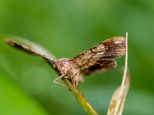 Camouflage Pattern Looper Moth Wings — Stock Photo, Image