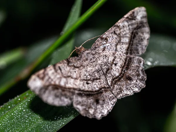 Camouflage Pattern Looper Moth Wings — Fotografia de Stock