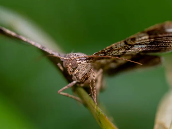 Camouflage Pattern Looper Moth Wings — Stock Photo, Image