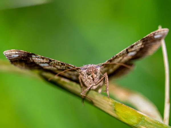 Camouflage Pattern Looper Moth Wings —  Fotos de Stock