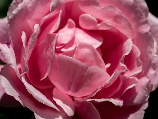 Close Delicate Soeur Emmanuelle Rozenblaadjes Als Achtergrond Van Natuur — Stockfoto