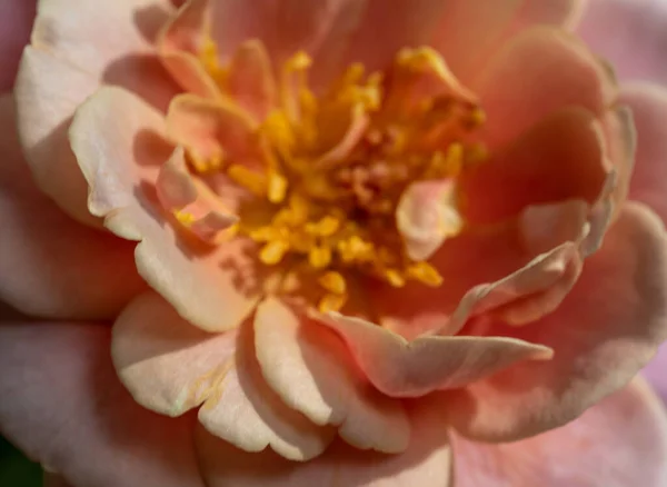 Close Delicate Distant Drums Rose Pollens Petals Nature Background — Zdjęcie stockowe