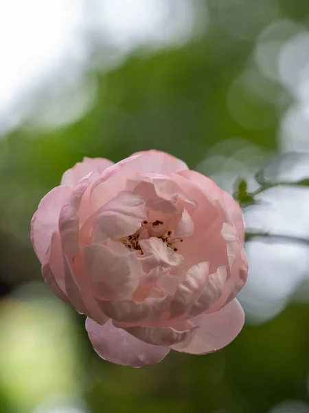 Shape Colors Plume Rose Blooming — Stock Photo, Image