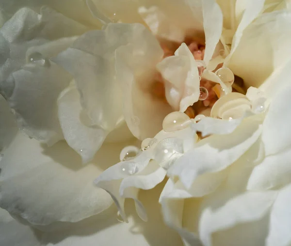 特写精致的玫瑰花瓣作为自然背景 — 图库照片