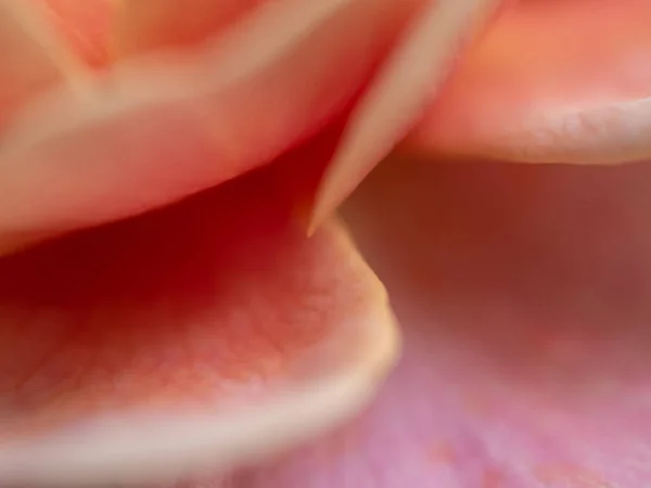 Close Delicate Distant Drums Rose Petals Nature Background — Stok fotoğraf