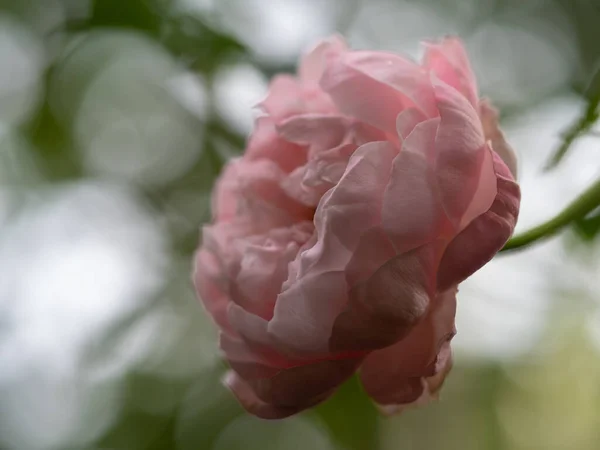 Shape Colors Plume Rose Blooming — Stok Foto