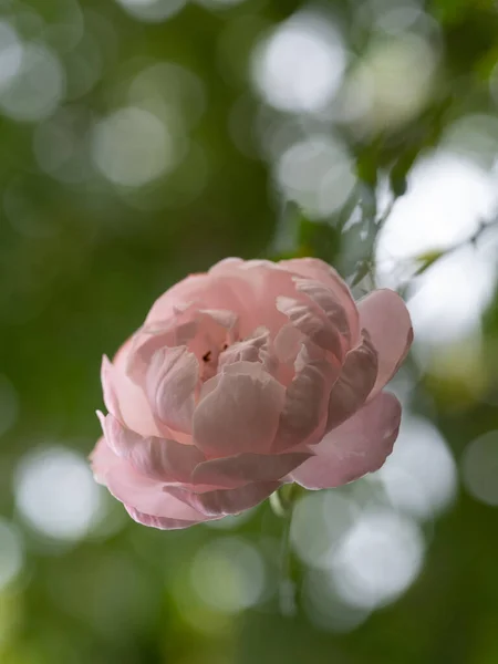 างและส ของดอกก หลาบท บานสะพร — ภาพถ่ายสต็อก