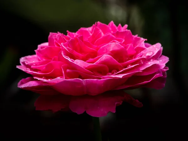 Forma Colores Las Rosas Yuzen Que Florecen Climas Tropicales — Foto de Stock