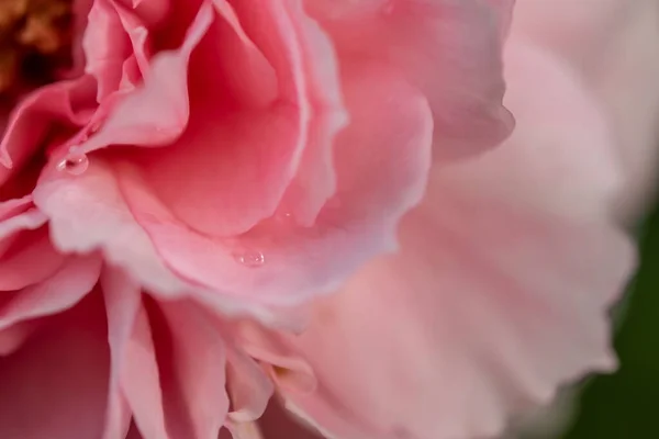 Close Delicate Princess Meiko Rose Petals Nature Background — Photo