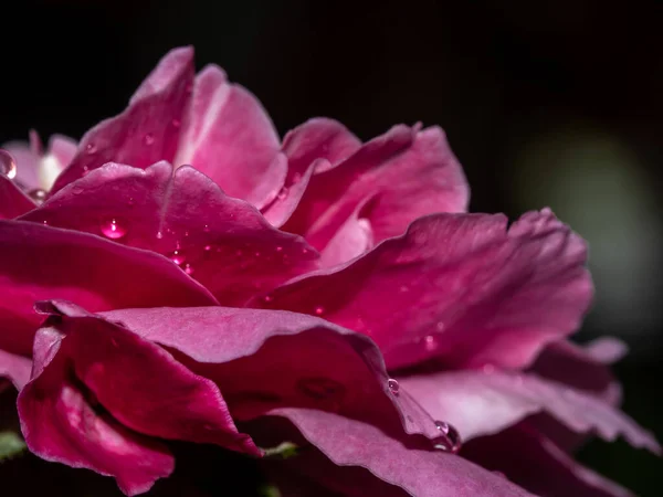 Close Delicate Claude Brasseur Rose Petals Nature Background — Zdjęcie stockowe