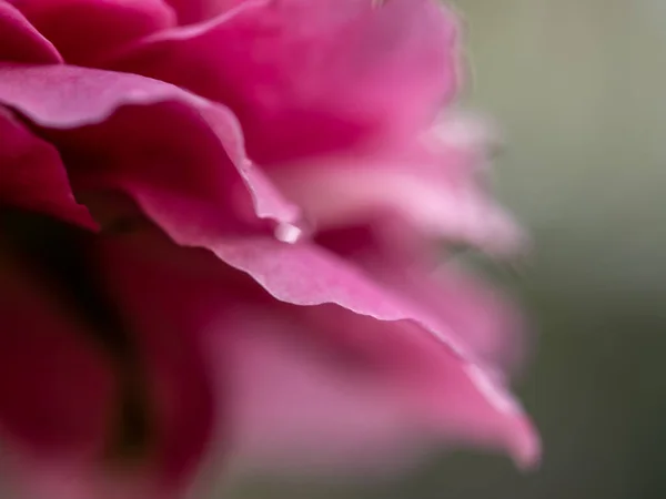 Close Delicate Claude Brasseur Rose Petals Nature Background — Photo