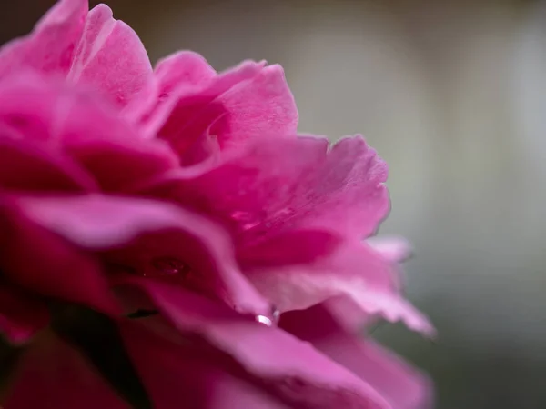 Close Delicate Claude Brasseur Rose Petals Nature Background — Photo