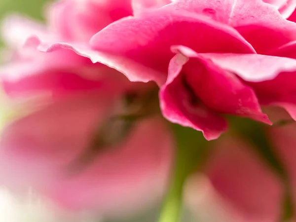 Close Delicate Claude Brasseur Rose Petals Nature Background — Stok Foto