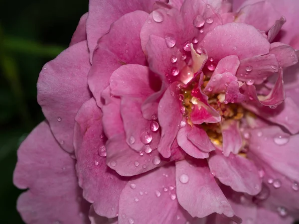 Close Delicate Claude Brasseur Rose Petals Nature Background — Fotografia de Stock