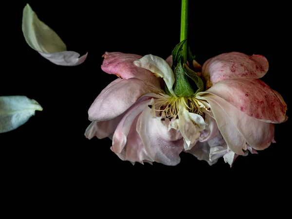 Gewonde Blaadjes Van Een Verwelkende Pluim Japanse Rozen Stockafbeelding