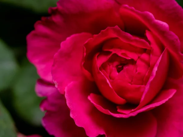 Σχήμα Και Χρώματα Των Τριαντάφυλλων Princess Kishi Που Ανθίζουν — Φωτογραφία Αρχείου