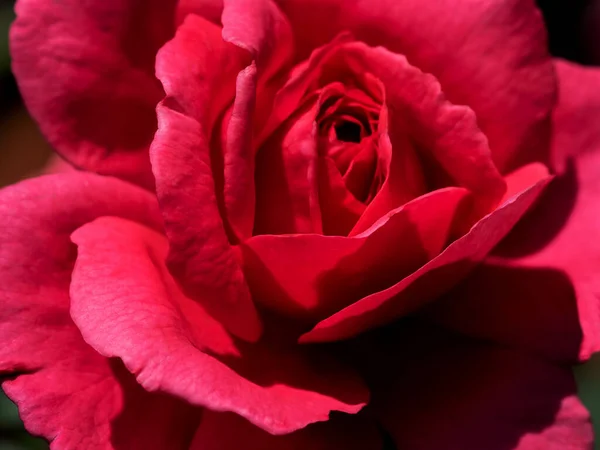 Shape Colors Princess Kishi Roses Blooming — Fotografia de Stock