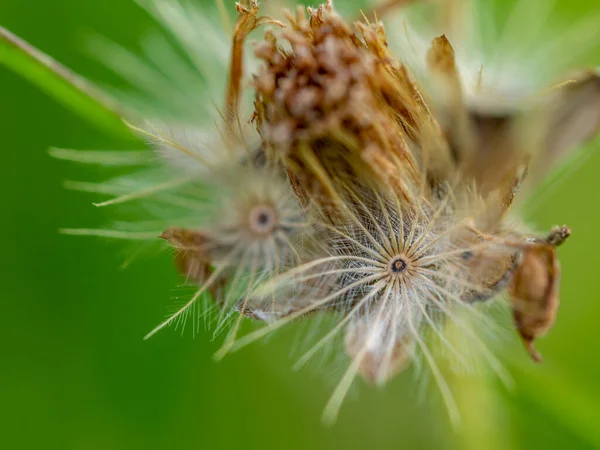 Close Seed Tridax Daisy Flower Withering — Fotografia de Stock