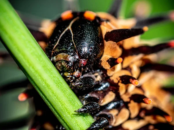 Color Marrón Pálido Con Protuberancias Largas Que Asemejan Espinas Oruga — Foto de Stock