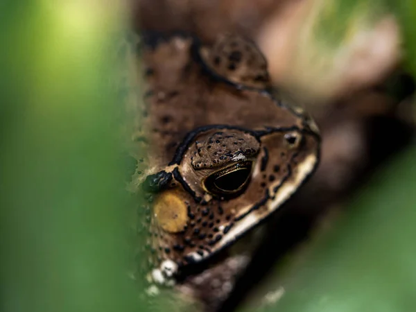 Close Face Toad Bufo Melanostictus — ストック写真