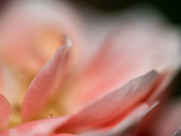 特写精致的樱花公主花瓣作为自然背景 — 图库照片