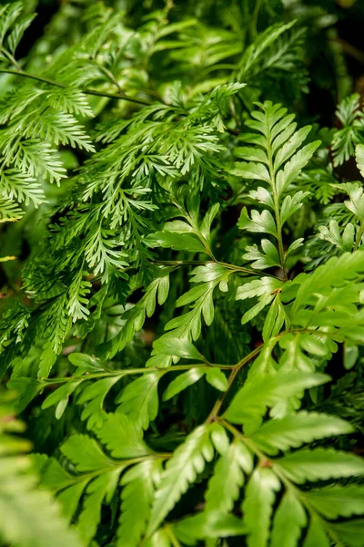 Blad Davallia Denticulata Polynesia Och Davallia Solida Fern Som Grön — Stockfoto