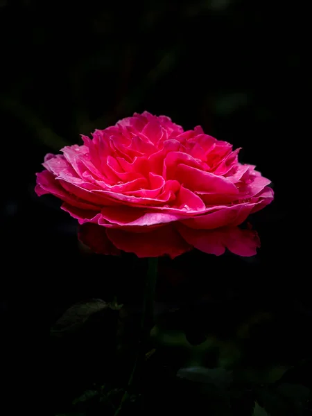 開花する友禅バラの形と色 — ストック写真