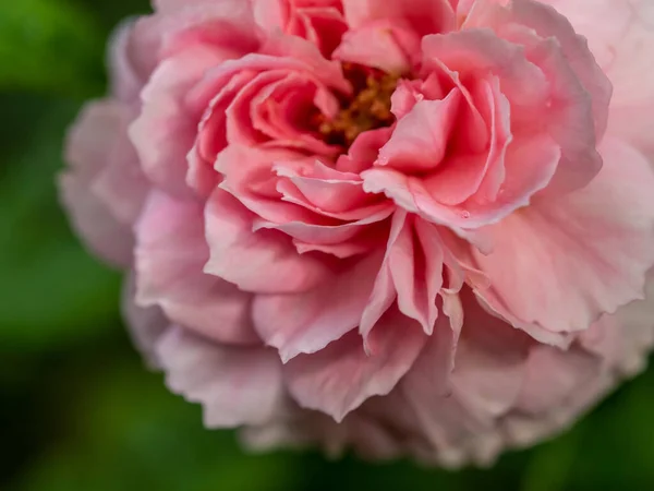 Vorm Kleuren Van Prinses Meiko Rozen Die Bloeien — Stockfoto