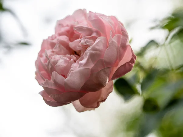 างและส ของดอกก หลาบท บานสะพร — ภาพถ่ายสต็อก