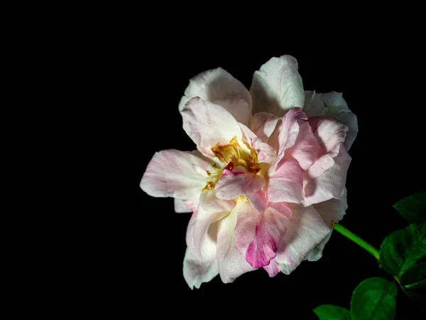 Solan Sakura Gasumi güllerinin narin yaprakları.