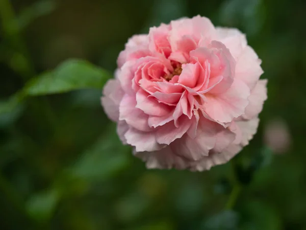 Kształt Kolory Róży Księżniczki Meiko Która Kwitnie Tropikalnych Klimatach — Zdjęcie stockowe