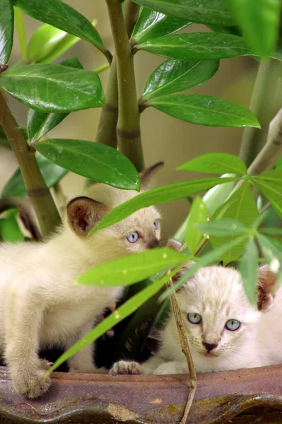 Oči Bílého Koťátka Rostlinou — Stock fotografie