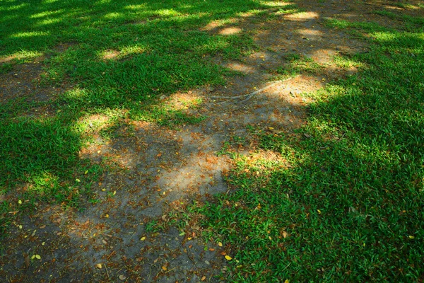 Sombra Gran Árbol Césped Verde — Foto de Stock