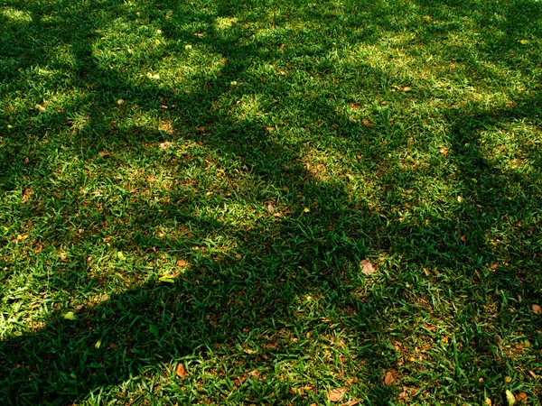 Sombra Árvore Grande Gramado Verde — Fotografia de Stock