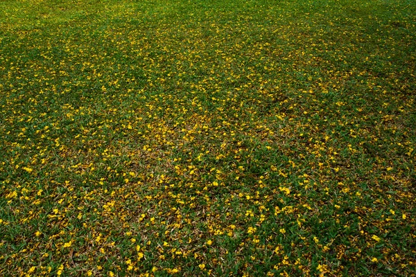 Falling Yellow Flowers Were Scattered Lawn — Stock Photo, Image