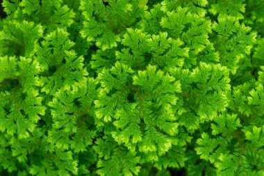 Spike Moss eğreltiotu yapraklarının tam çerçeve dokusu