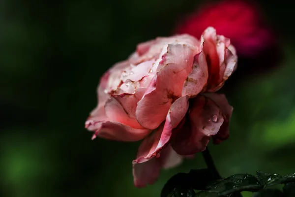 Sårade Kronbladen Vissnande Prinsessa Sakura Steg — Stockfoto