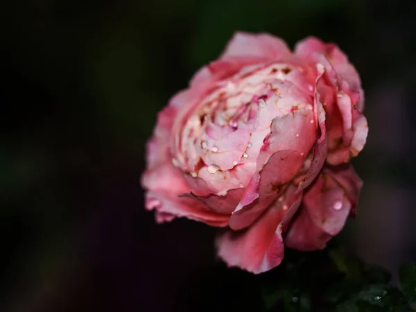Sårade Kronbladen Vissnande Prinsessa Sakura Steg — Stockfoto