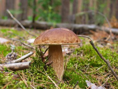 Ormandaki güzel mantarlar