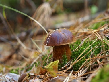 Ormandaki güzel mantarlar