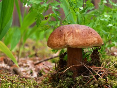 Ormandaki güzel mantarlar