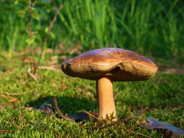 Ormandaki güzel mantarlar