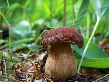 Ormandaki güzel mantarlar